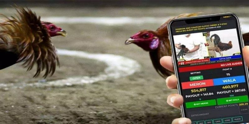 Những cách đá gà mạng luôn thắng từ kê thủ chuyên nghiệp 2 Vì sao cược đá gà mạng hay thua?