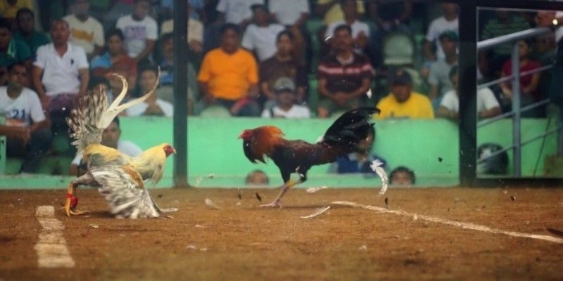 Tìm hiểu luật đá gà trực tuyến cơ bản dễ hiểu cho người mới 1 Vì sao người chơi cần tìm hiểu luật đá gà trực tuyến?