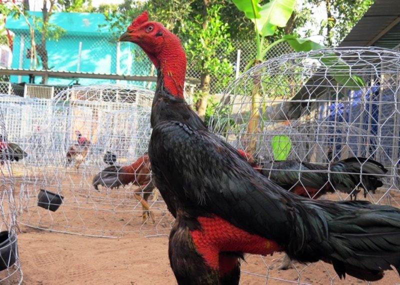 Chia sẻ cách nuôi gà đá tới pin chuẩn theo sư kê lão làng 4 Vỗ béo cho chiến kê