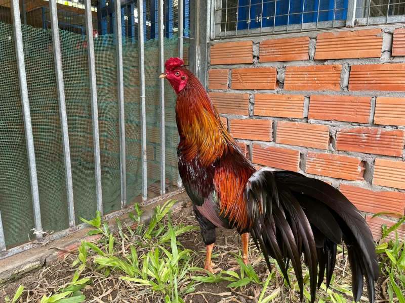 Cách xổ lãi cho gà và những kiến thức về tẩy giun sán chiến kê 1 Xổ lãi cho gà chọi là việc là quan trọng trong quá trình chăm sóc chiến kê