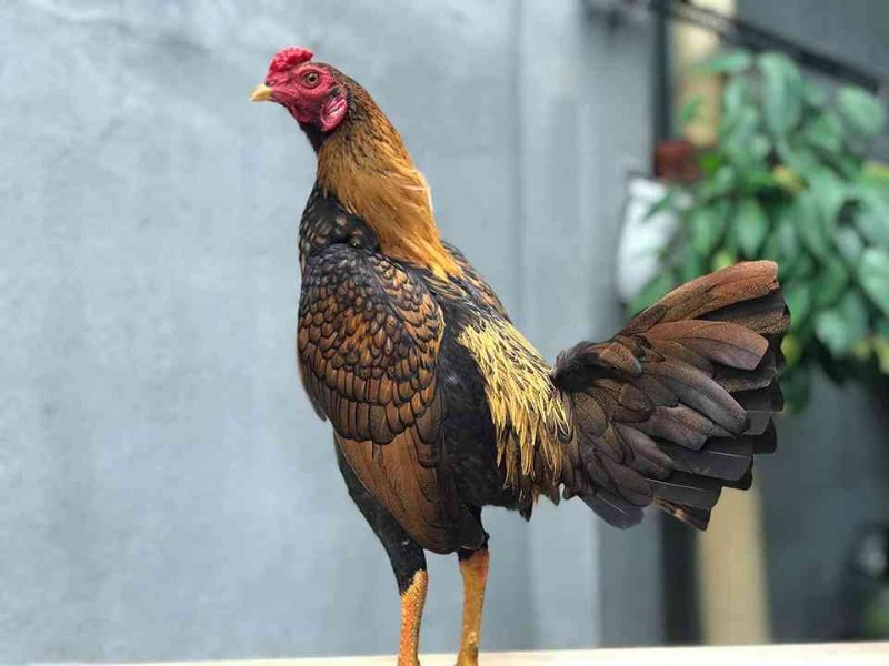 Gà Asil - Giống Chiến Kê Hạ Gục Mọi Đối Thủ Nhanh Chóng 1 Xuất xứ giống gà Asil