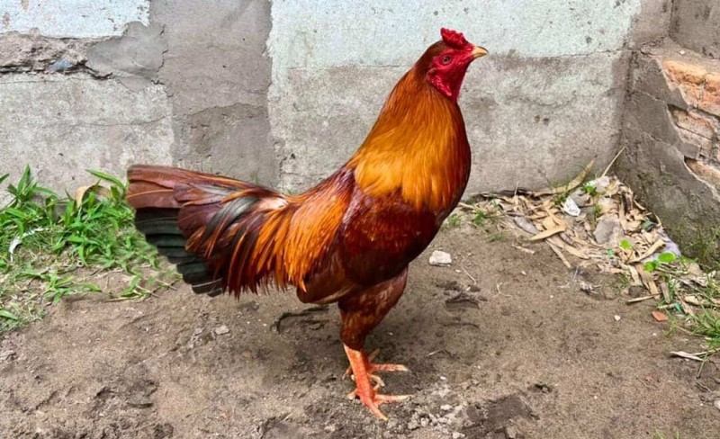 Cho gà ăn tỏi khi chăm nuôi và tác dụng vô cùng tuyệt vời 5 Cấp đủ nước cho gà chọi