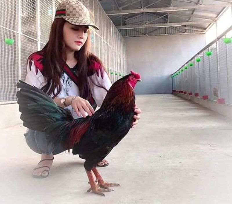 Gà Xanh Mồng Trích - Chiến kê nổi tiếng trên sàn đấu Thomo 5 Chiến tích lẫy lừng của chiến kê xanh mồng trích