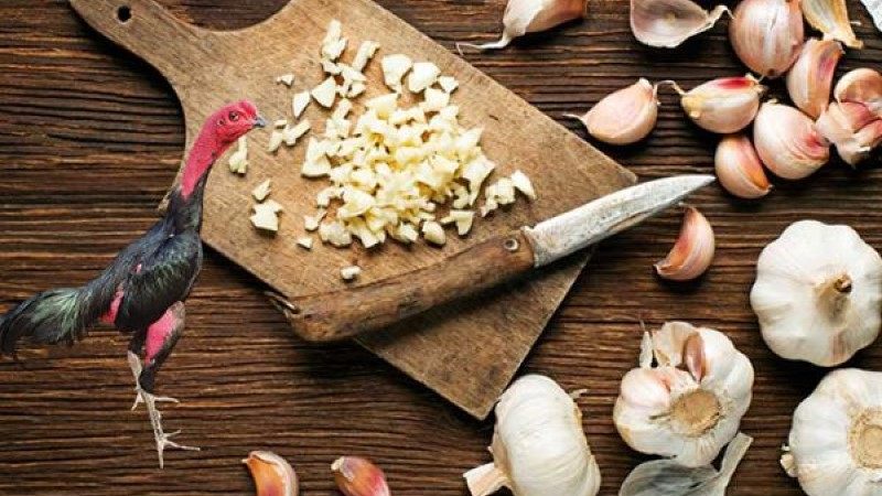 Cho gà ăn tỏi khi chăm nuôi và tác dụng vô cùng tuyệt vời 3 Cho gà ăn tỏi mỗi ngày