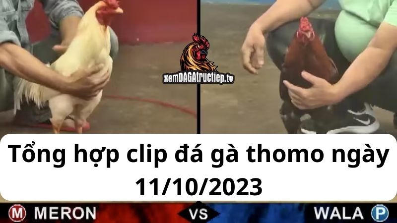 Đá gà Thomo ngày 11/10/2023 - Tổng hợp tất cả các trận đấu diễn ra trong ngày