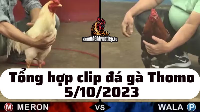 Đá gà Thomo ngày 5/10/2023 - Tổng hợp tất cả các trận đấu diễn ra trong ngày