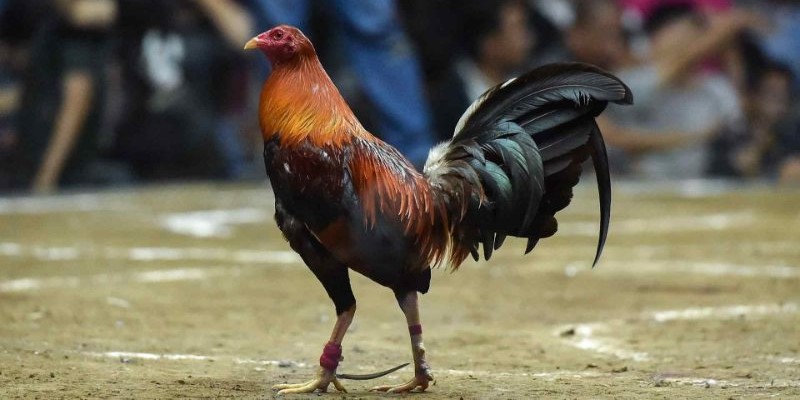 Gà chọi Peru - Chiến kê có nhiều ưu điểm đẳng sắc riêng biệt 1 Đặc điểm chung các giống gà chọi Peru