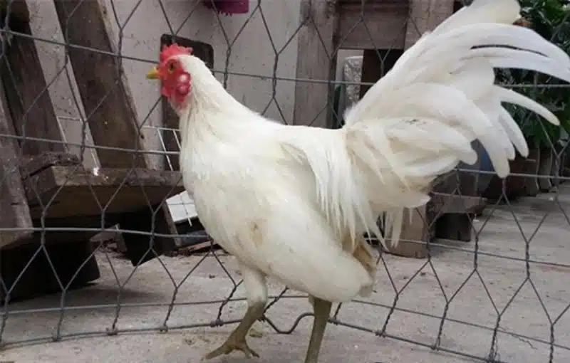Tìm hiểu gà Nhạn và cách xem màu mệnh khi thi đấu chọi kê 2 Gà nhạn chân xanh