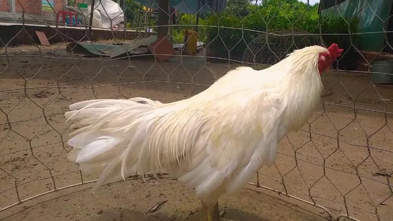 Tìm hiểu gà Nhạn và cách xem màu mệnh khi thi đấu chọi kê 4 Gà nhạn có mệnh gì trong phong thuỷ?