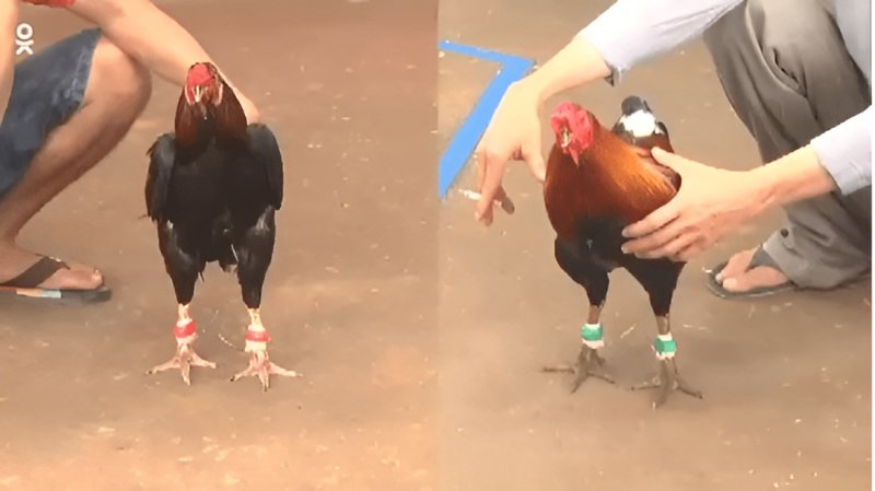 Gà Xanh Mồng Trích - Chiến kê nổi tiếng trên sàn đấu Thomo 4 Gà xanh có khả năng dùng cựa tốt