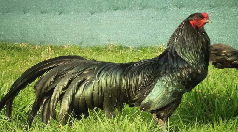 Gà Sumatra - Chiến kê mang tính biểu tượng của xứ vạn đảo 2 Hình dáng bên ngoài của gà Sumatra