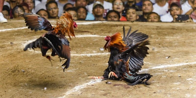 Gà chọi Peru - Chiến kê có nhiều ưu điểm đẳng sắc riêng biệt 4 Kỹ năng trong lúc thi đấu của gà chọi Peru