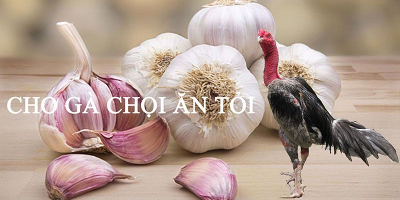 Cho gà ăn tỏi khi chăm nuôi và tác dụng vô cùng tuyệt vời 4 Liều lượng tỏi chuẩn nhất khi cho gà ăn tỏi