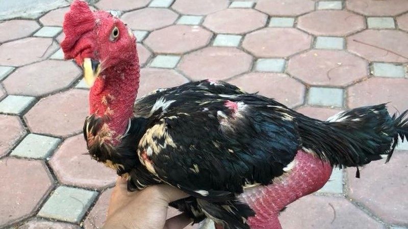 Cho gà ăn tỏi khi chăm nuôi và tác dụng vô cùng tuyệt vời 2 Tiêu diệt giun sán đường ruột