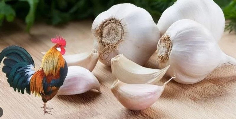 Cho gà ăn tỏi khi chăm nuôi và tác dụng vô cùng tuyệt vời 1 Tỏi giúp phòng bệnh ăn khó tiêu ở cá thể gà