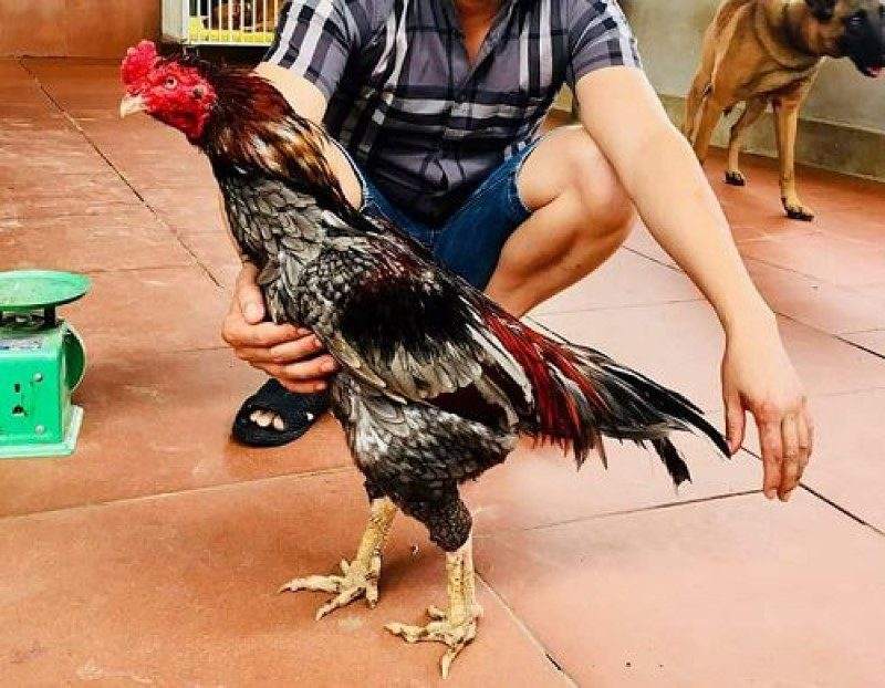 Xám messi và những thông tin cần biết về chiến kê nổi tiếng 4 Tổng quan về thành tích ấn tượng của Xám messi