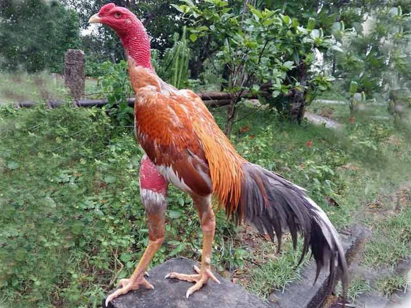 Gà ôm đấm - Đặc điểm và một vài thể loại phổ biến nhất 5 Cách chọn gà ôm đấm tiềm năng không phải ai cũng biết