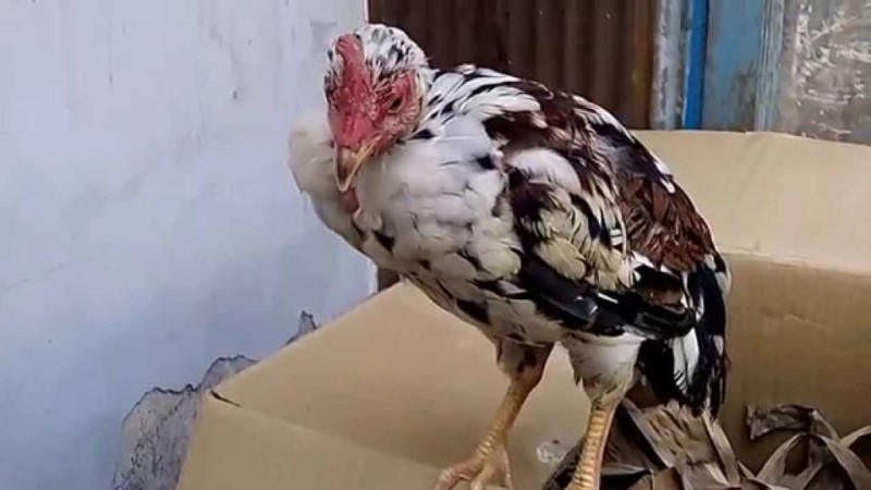 Hướng dẫn chữa gà bị ốm trong teo lường nhanh khỏi nhất 2 Cách để nhận biết gà bị ốm trong teo lường