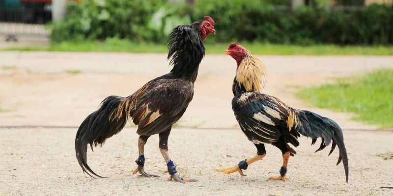 Những cách vần gà chọi phổ biến hiện nay và lưu ý cần biết 4 Cách vần gà chọi lông 2