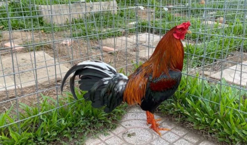 Hướng dẫn cách nuôi gà chọi C1 đá hay từ sư kê lâu năm 2 Cho gà uống thuốc để tăng cường dinh dưỡng