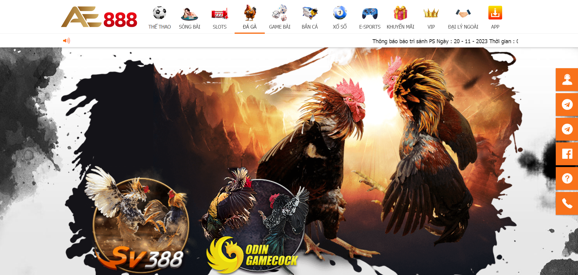 đá gà ae888