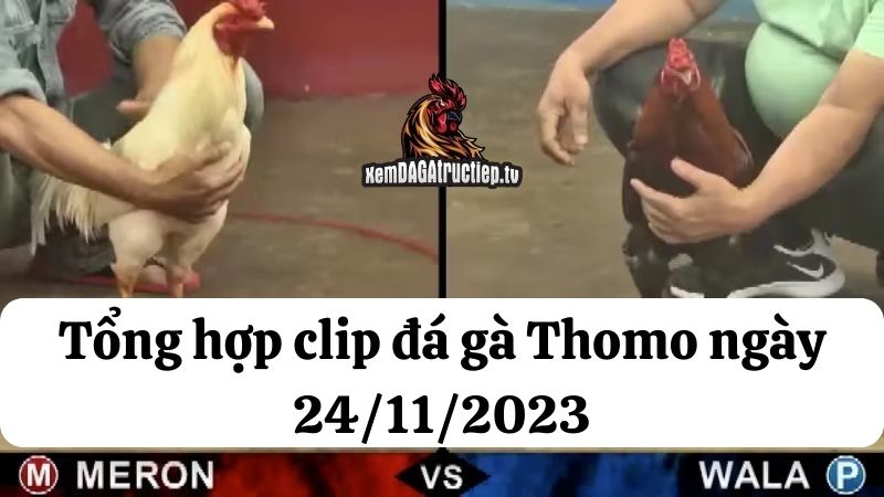 Đá gà Thomo ngày 24/11/2023 - Tổng hợp tất cả các trận đấu diễn ra trong ngày