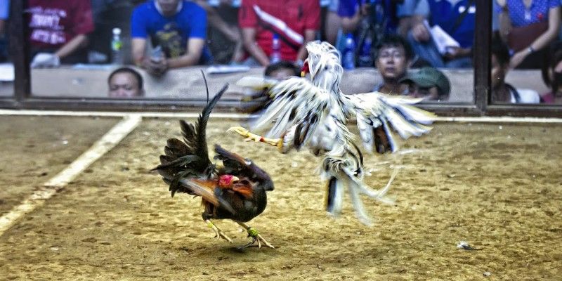 Thuốc làm gà không đá được và những điều người mới nên biết 3 Diễn biến trực tiếp tại sới đá gà