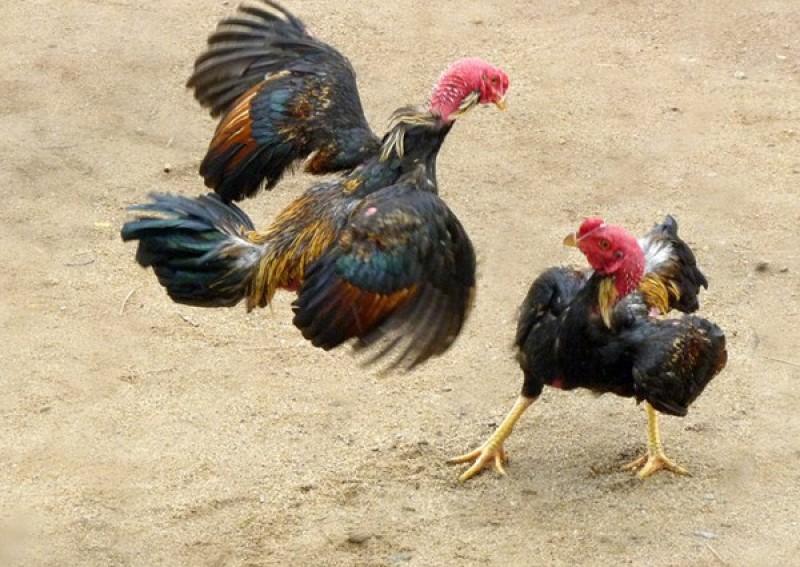 Gà ôm đấm - Đặc điểm và một vài thể loại phổ biến nhất 4 Gà chọi ôm đấm hay thua những dạng thế nào nào?