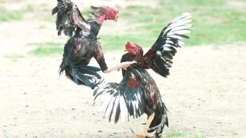 Những thế gà đá đòn độc hủy diệt đối phương nhanh chóng 2 Gà đá Liên Hoàn Cước