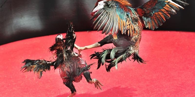 Những thế gà đá đòn độc hủy diệt đối phương nhanh chóng 1 Gà đòn độc – Đá Sỏ