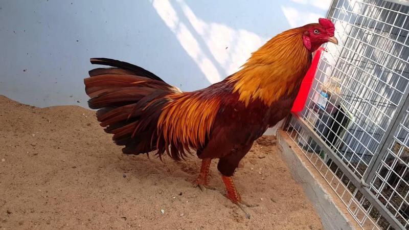 Những cách vần gà chọi phổ biến hiện nay và lưu ý cần biết 3 Gà ít bị ốm hay bệnh