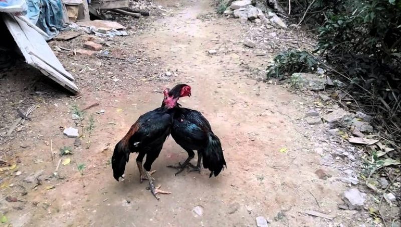 Gà ôm đấm - Đặc điểm và một vài thể loại phổ biến nhất 2 Gà ôm đấm chuyên