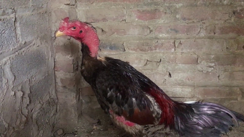 Hướng dẫn chữa gà bị ốm trong teo lường nhanh khỏi nhất 1 Khái quát việc gà bị ốm trong teo lường