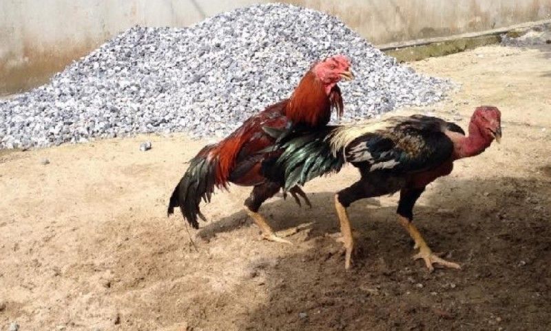 Hướng dẫn chữa gà bị ốm trong teo lường nhanh khỏi nhất 3 Những lý do cần biết dẫn đến tình trạng gà ốm trong teo lường?