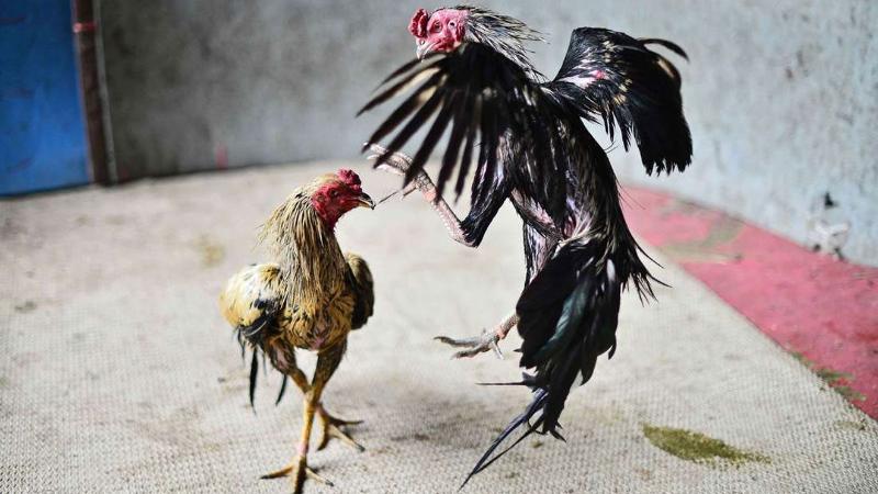 Thuốc làm gà không đá được và những điều người mới nên biết 2 Thời điểm thuốc làm gà đá không được