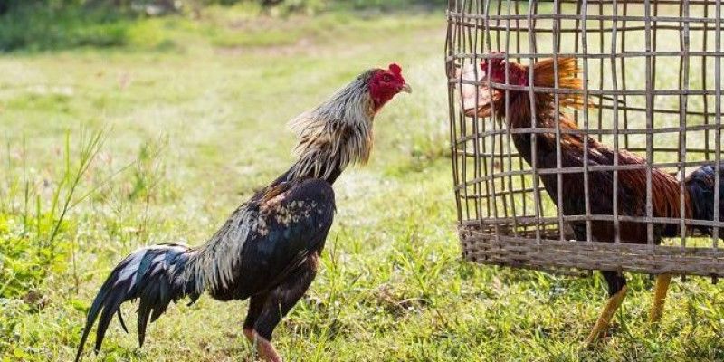 Những cách vần gà chọi phổ biến hiện nay và lưu ý cần biết 2 Vần gà chọi thủ công