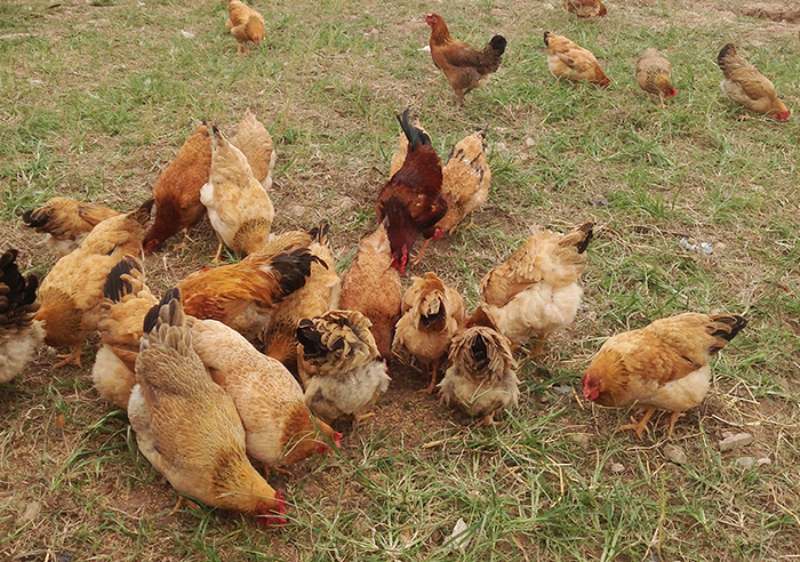 Tìm hiểu gà mái dầu và cách thức để nuôi hiệu quả nhất 2 Cách thức nuôi gà mái dầu hiệu quả nhất