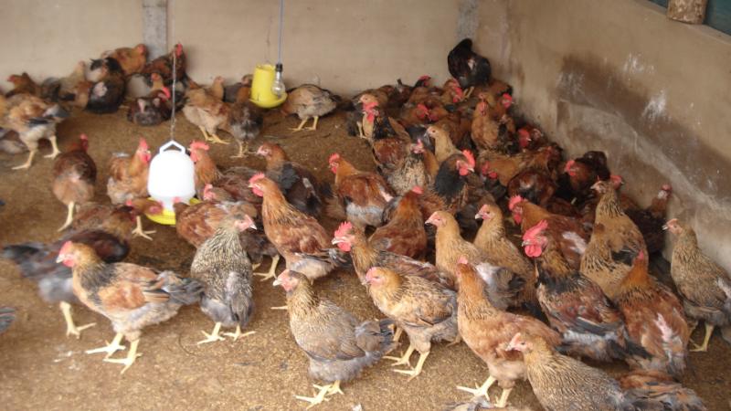 Tìm hiểu gà mái dầu và cách thức để nuôi hiệu quả nhất 3 Chuồng trại nuôi gà mái dầu