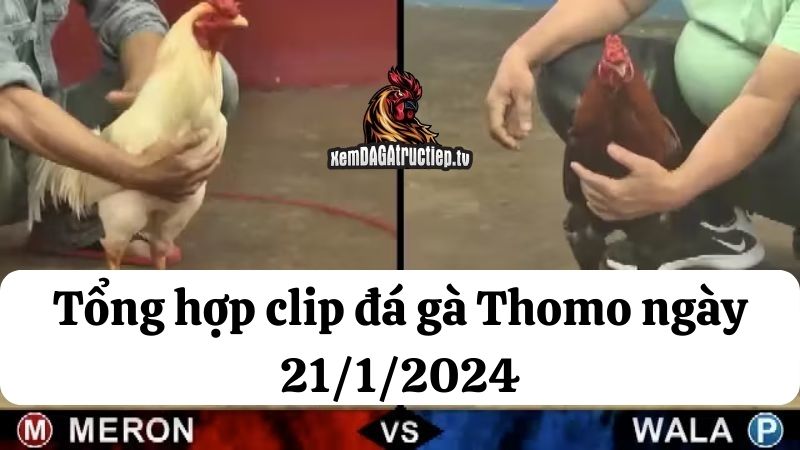 Đá gà Thomo ngày 21/1/2024 - Tổng hợp tất cả các trận đấu diễn ra trong ngày