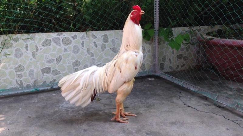 Tìm Hiểu Gà Bướm Là Gì? Gà Bướm Đá Ngày Nào Tốt Nhất? 2 Mạng của dòng gà bướm là gì?