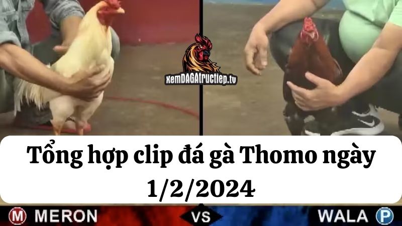 Đá gà Thomo ngày 1/2/2024 - Tổng hợp tất cả các trận đấu diễn ra trong ngày