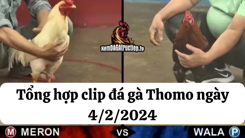 Đá gà Thomo ngày 4/2/2024 - Tổng hợp tất cả các trận đấu diễn ra trong ngày