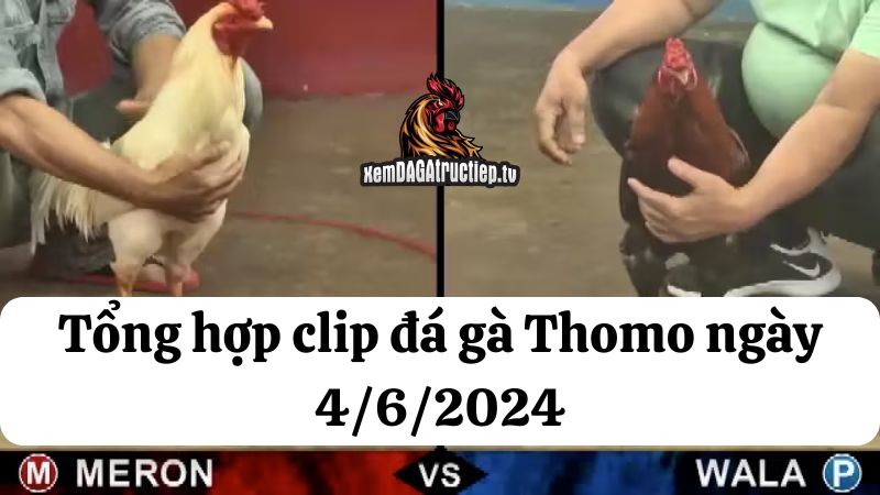 Đá gà Thomo ngày 4/6/2024 - Tổng hợp tất cả các trận đấu diễn ra trong ngày