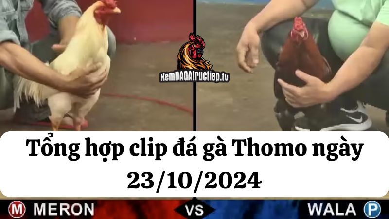 Đá gà Thomo ngày 23/10/2024 - Tổng hợp tất cả các trận đấu diễn ra trong ngày