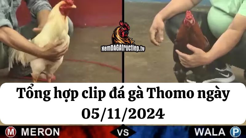 Đá gà Thomo ngày 05/11/2024 - Tổng hợp tất cả các trận đấu diễn ra trong ngày