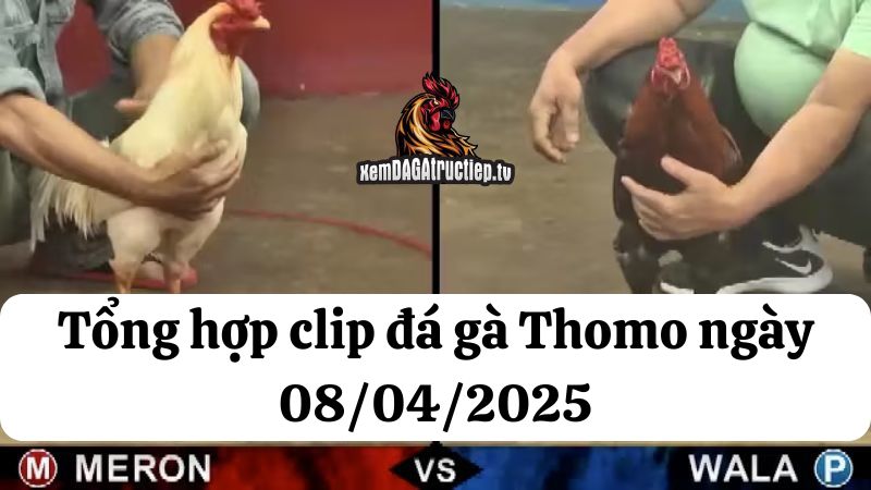 Đá gà Thomo 08/04/2025 - Full clip các trận gà trong ngày