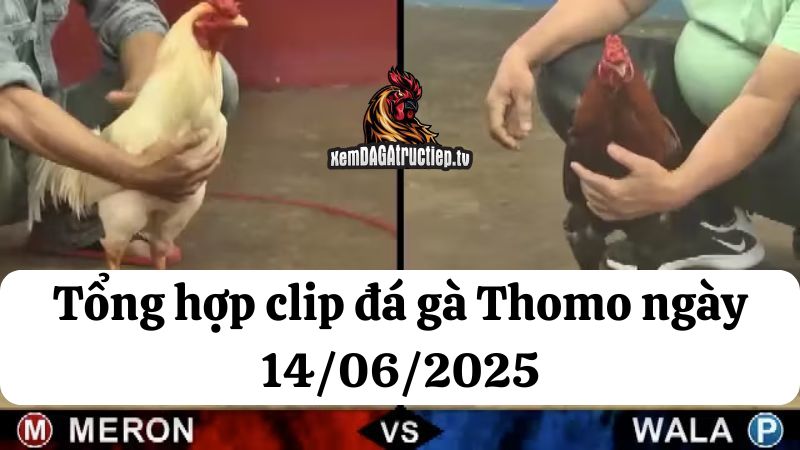 Đá gà Thomo 14/06/2025 - Full clip các trận gà trong ngày