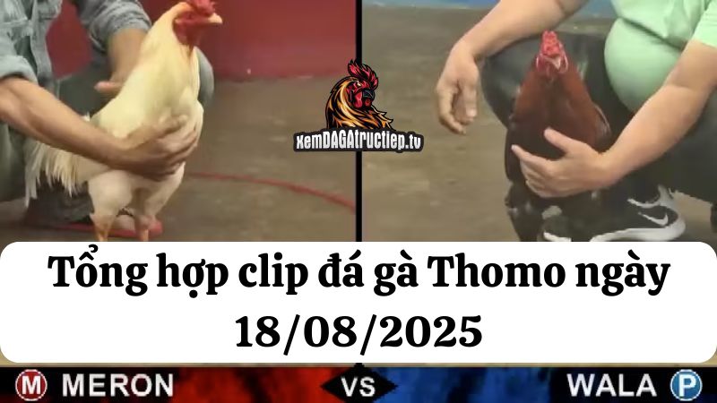 Tổng hợp video đá gà thomo 18/08/2025 - Đá gà phát lại 10 Đá gà Thomo 18/08/2025 - Full clip các trận gà trong ngày