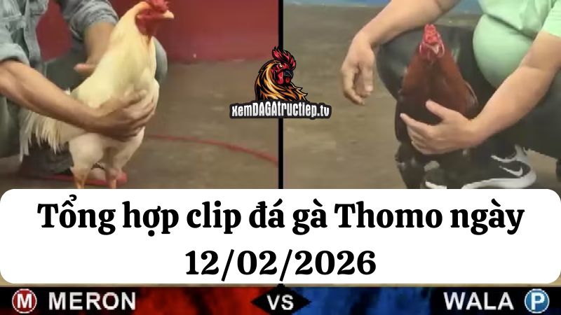 Đá gà Thomo 12/02/2026 - Full clip các trận gà trong ngày