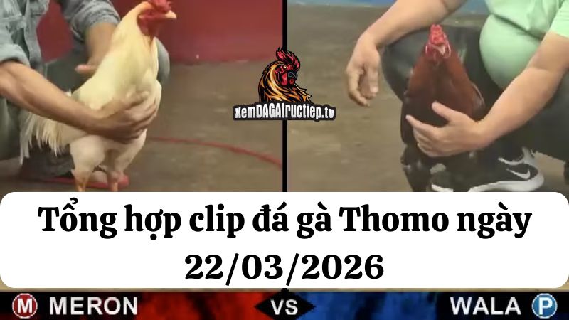 Đá gà Thomo 22/03/2026 - Full clip các trận gà trong ngày